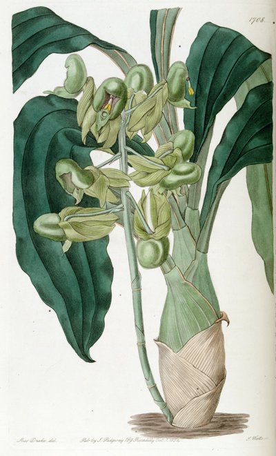 Catasetum purum by Miss Drake